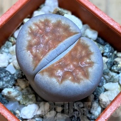 SH22805 Lithops karasmontana 'Top Red'