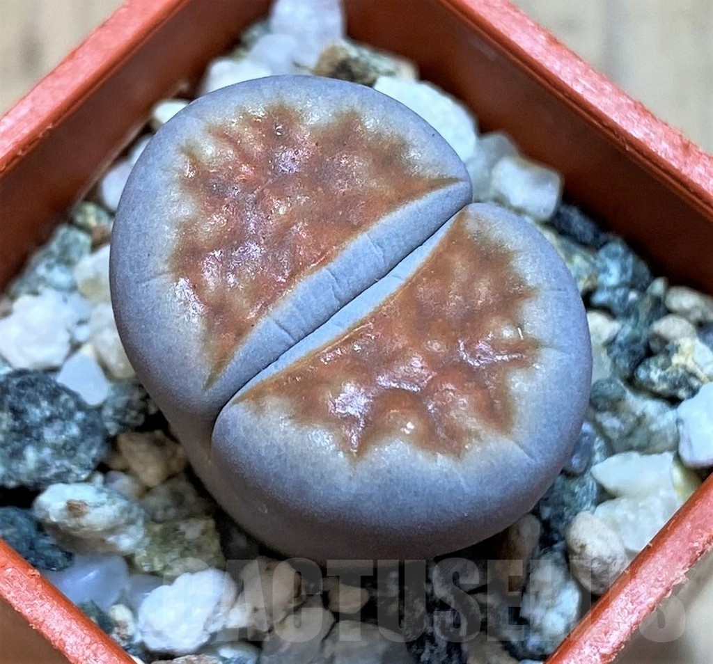 SH22805 Lithops karasmontana 'Top Red'