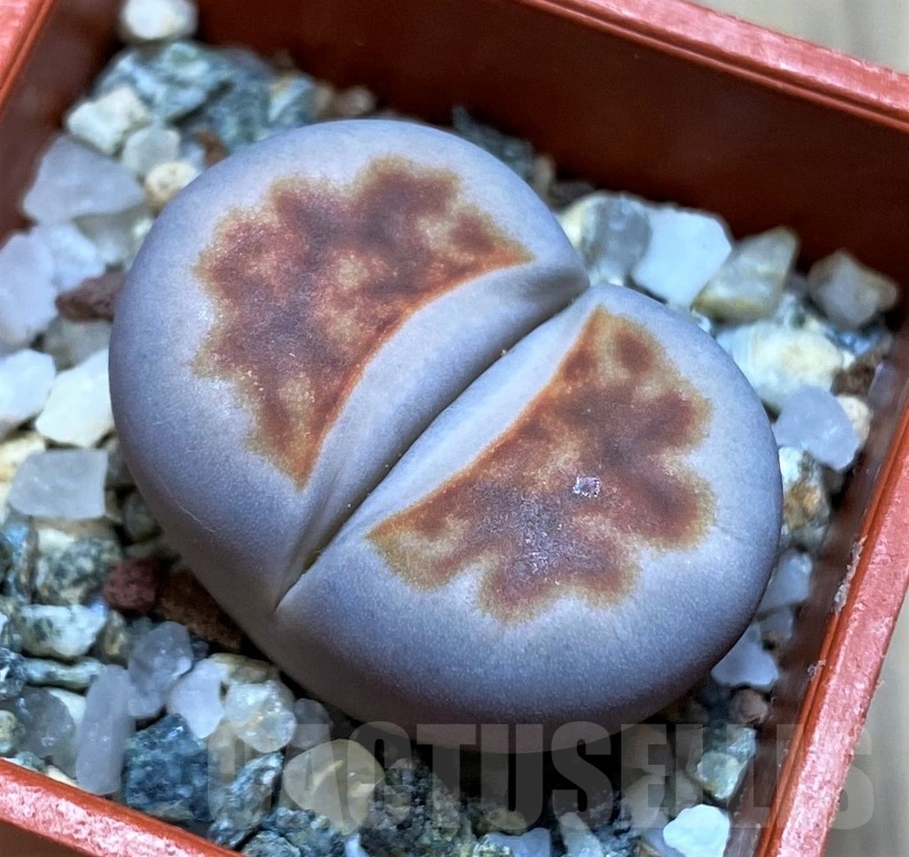 SH22806 Lithops karasmontana 'Top Red'