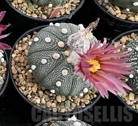 SH117 Astrophytum asterias ‘Super Kabuto’ ‘Akabana’ clon 25 - Image 2