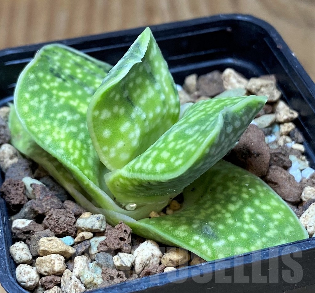 SH21860 Gasteria 'Sakura Fuji' - Image 3
