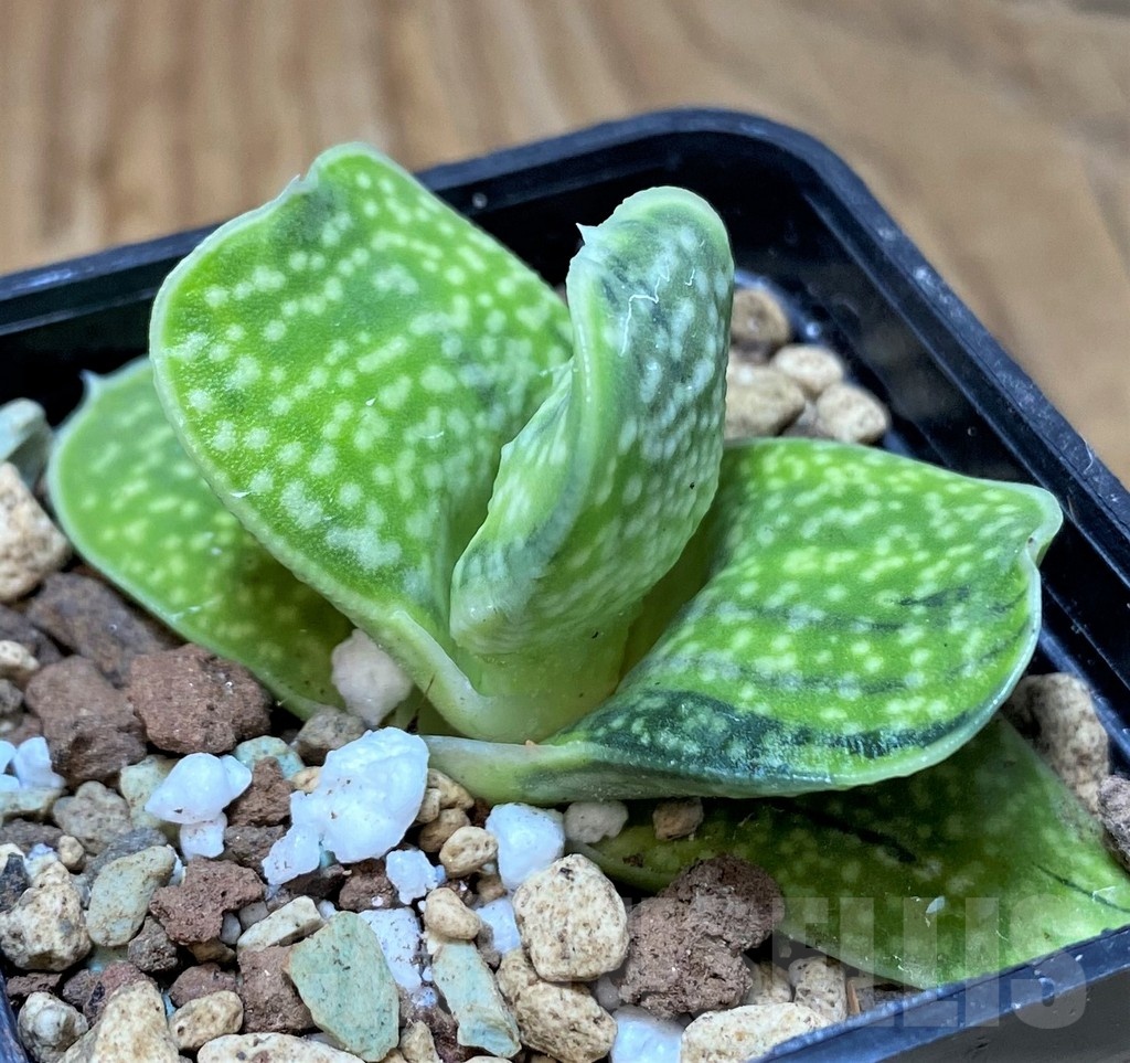 SH21860 Gasteria 'Sakura Fuji' - Image 2