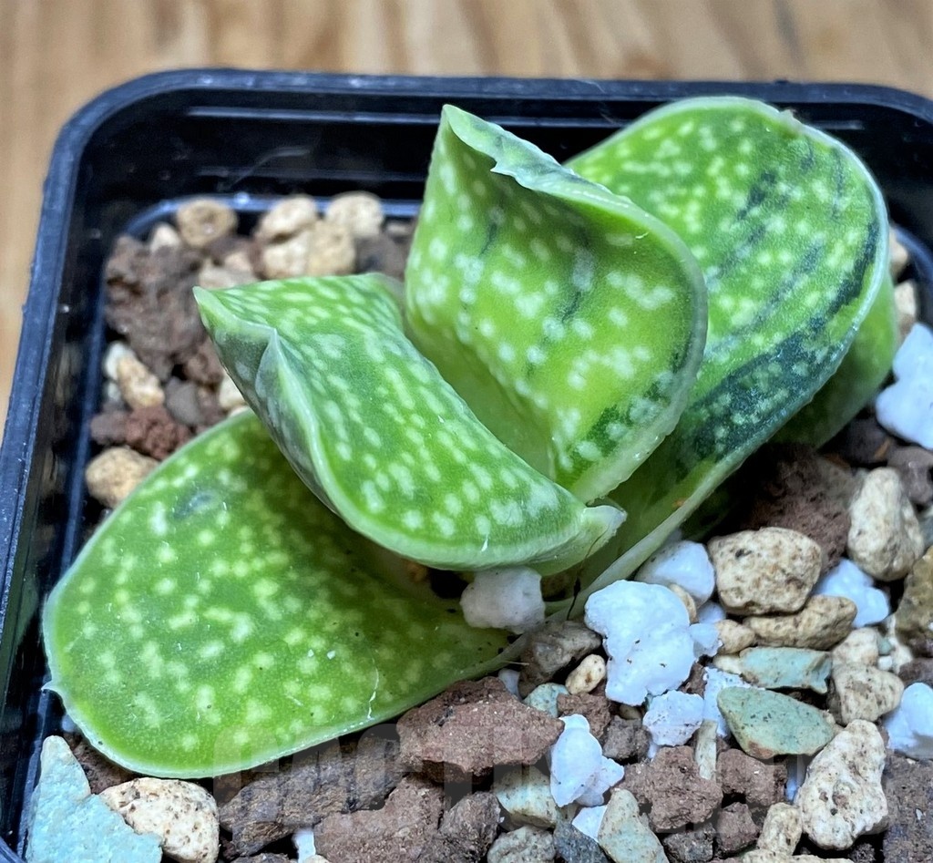 SH21860 Gasteria 'Sakura Fuji'
