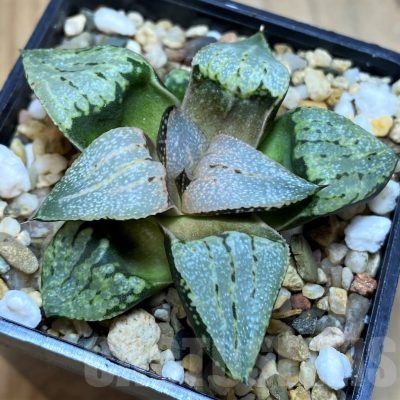 SH21828 Haworthia picta hybrid