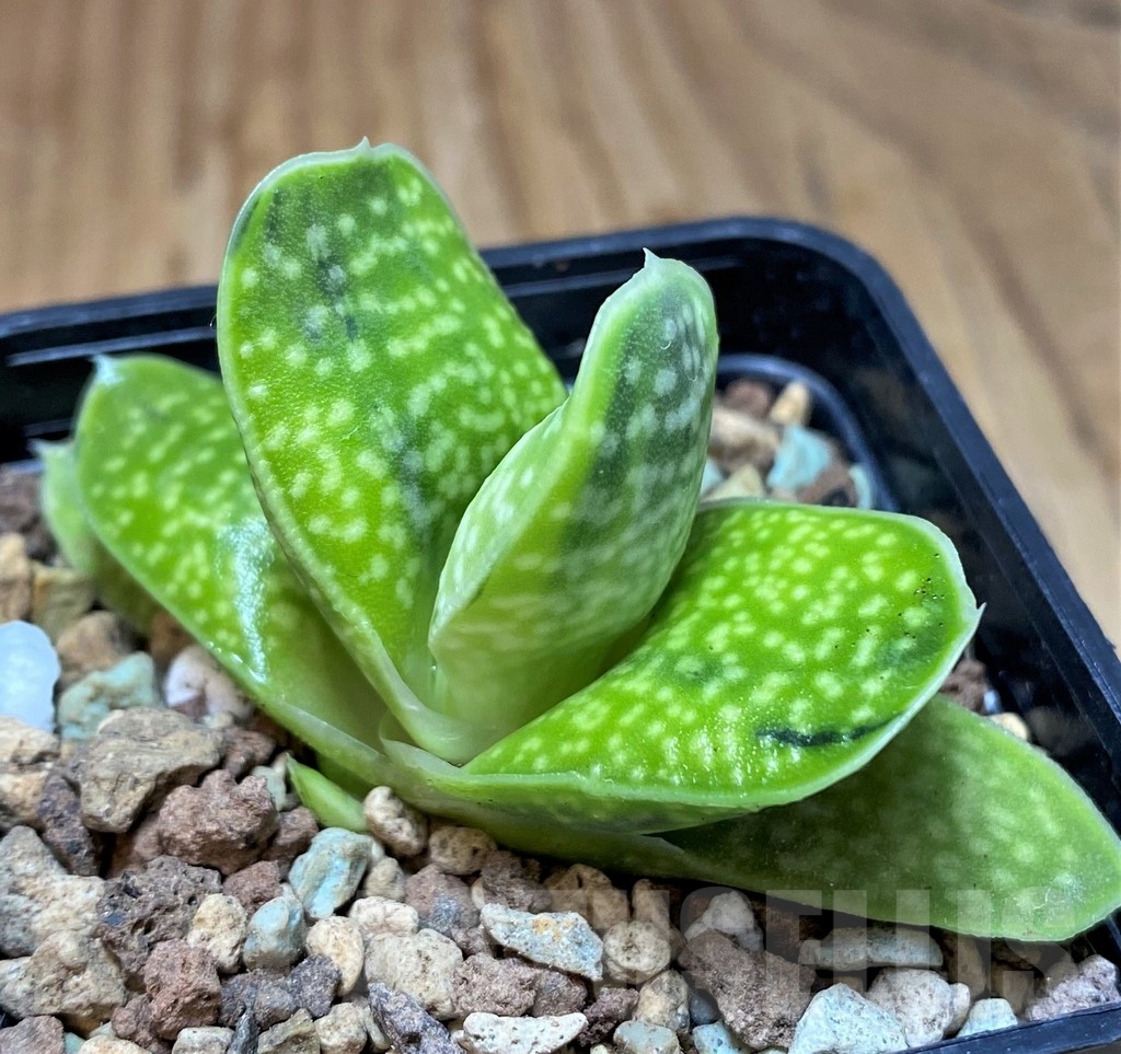 SH21861 Gasteria 'Sakura Fuji' - Image 2