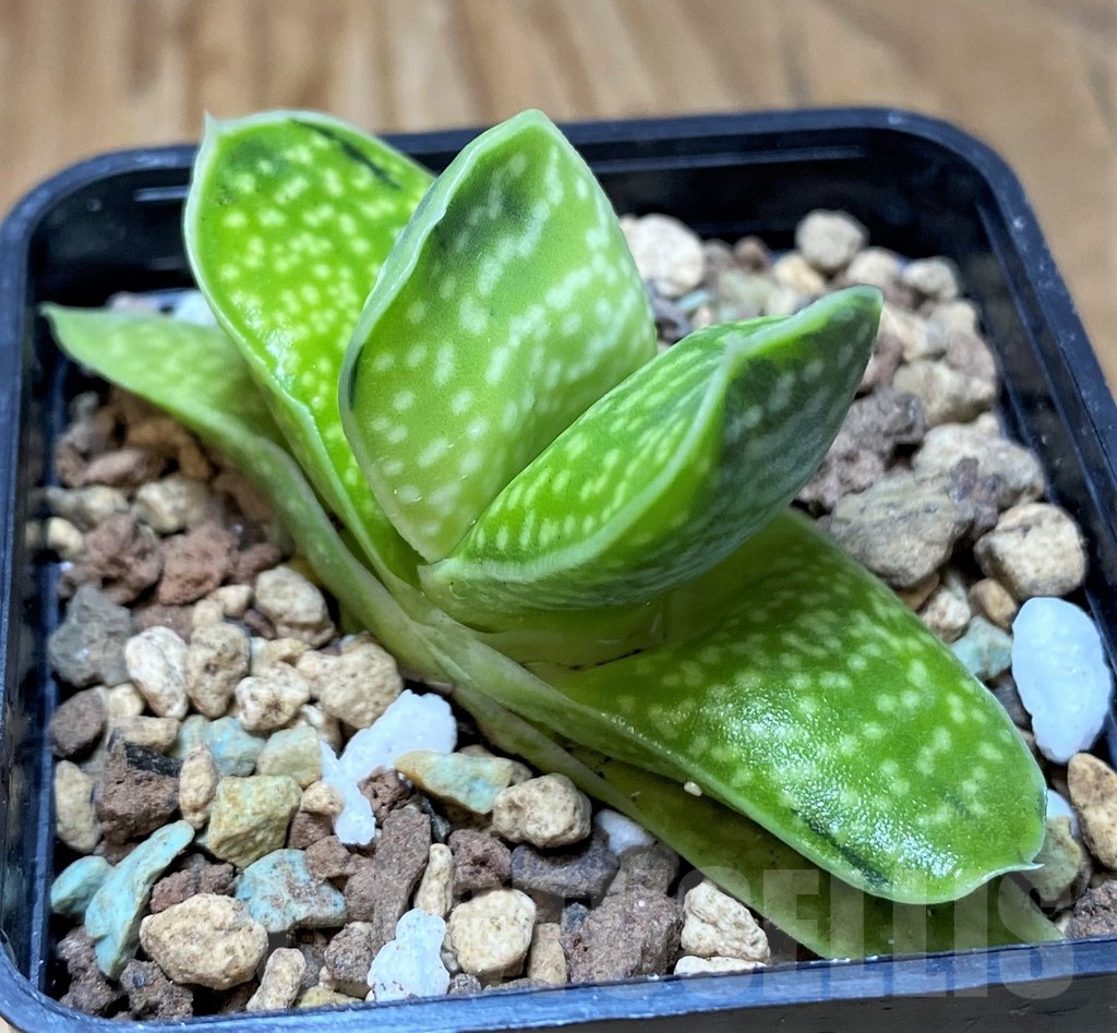 SH21861 Gasteria 'Sakura Fuji'