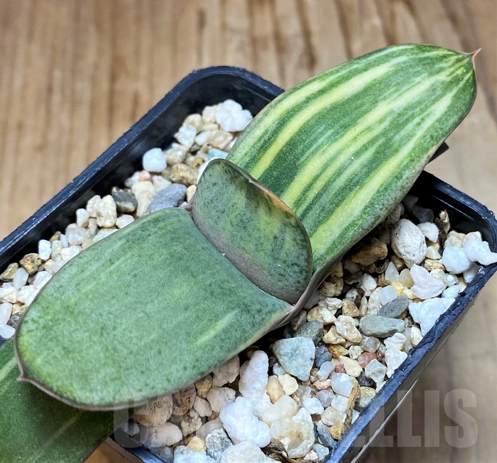 SH21862 Gasteria hybrid f. variegata