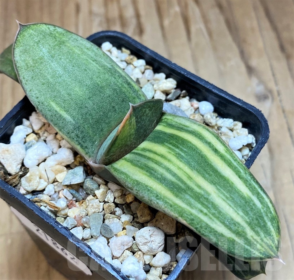 SH21862 Gasteria hybrid f. variegata - Image 2