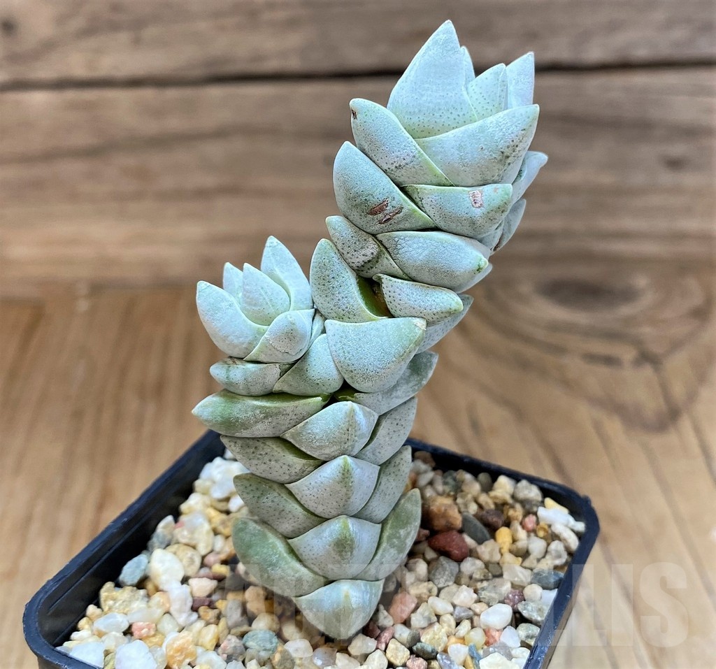 SH21864 Crassula deceptor - Image 2