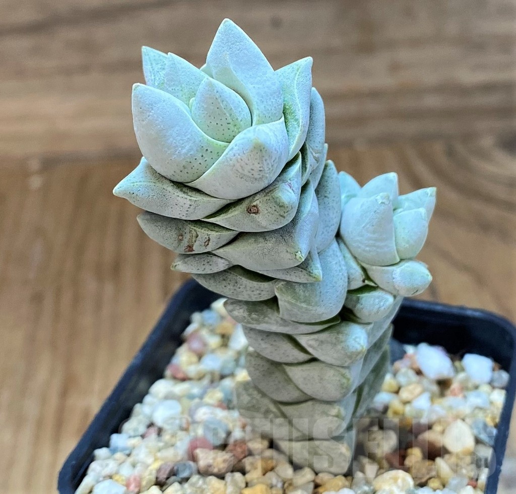 SH21864 Crassula deceptor