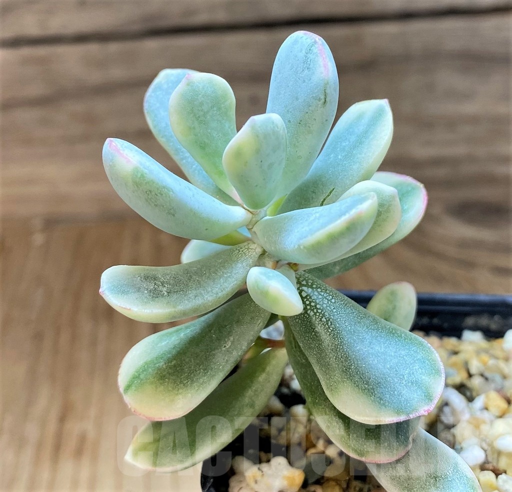 SH21867 Cotyledon orbiculata f. variegata - Image 3