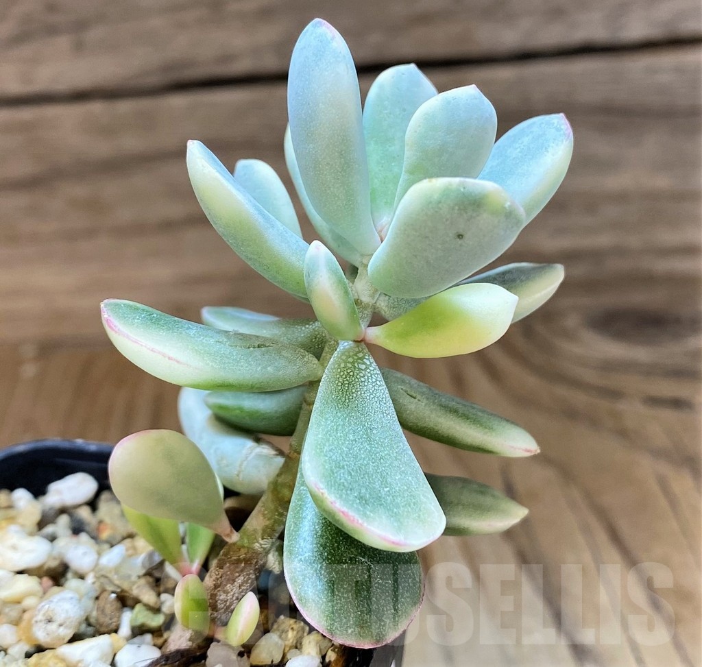 SH21867 Cotyledon orbiculata f. variegata - Image 2