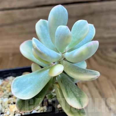 SH21867 Cotyledon orbiculata f. variegata