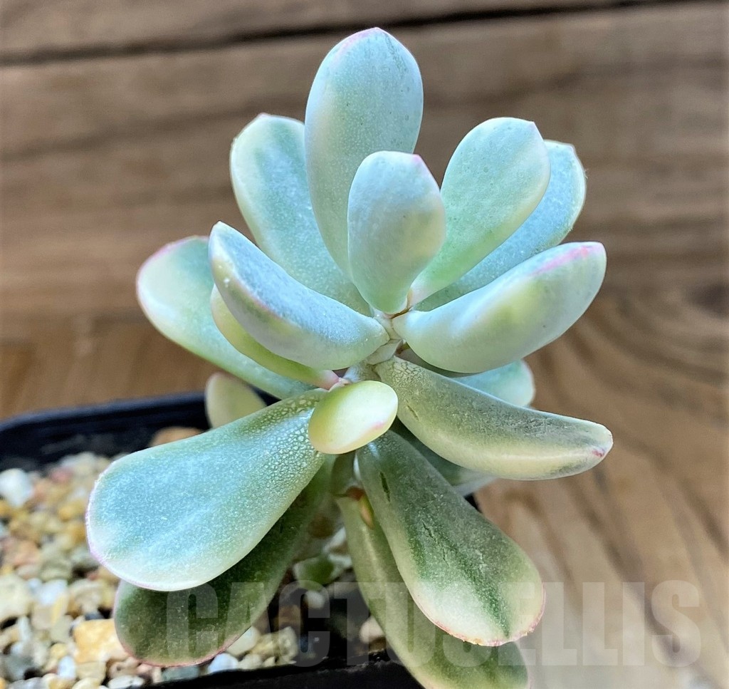 SH21867 Cotyledon orbiculata f. variegata