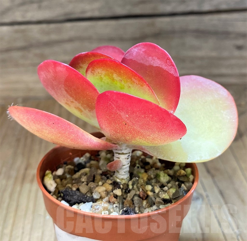 SH21870 Kalanchoe thyrsiflora - Image 2