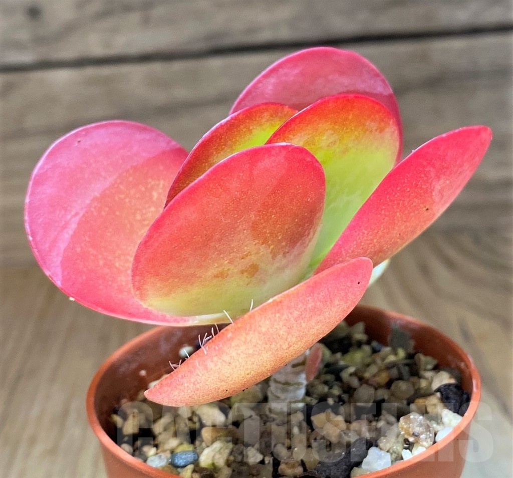 SH21870 Kalanchoe thyrsiflora