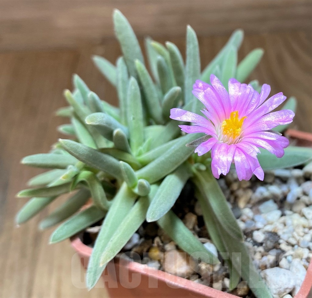 SH21874 Delosperma harazianum