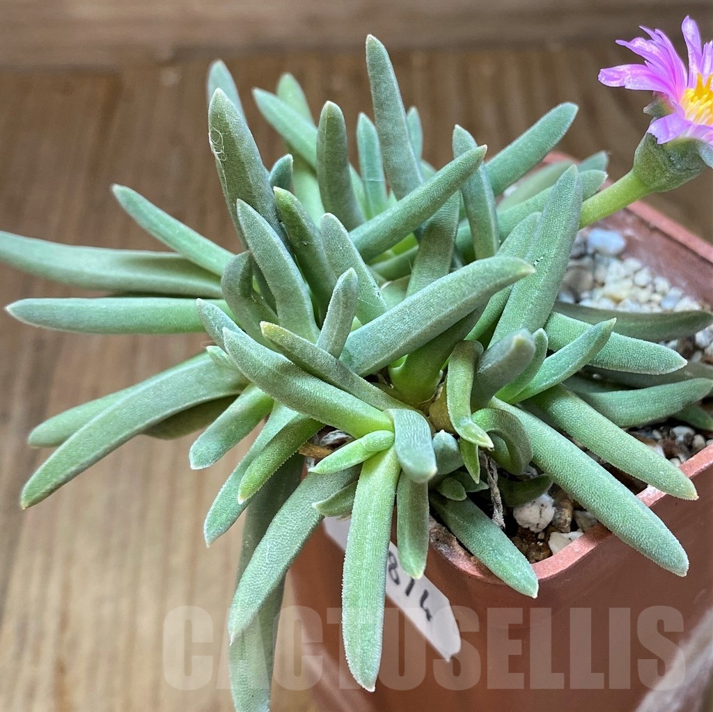 SH21874 Delosperma harazianum - Image 2