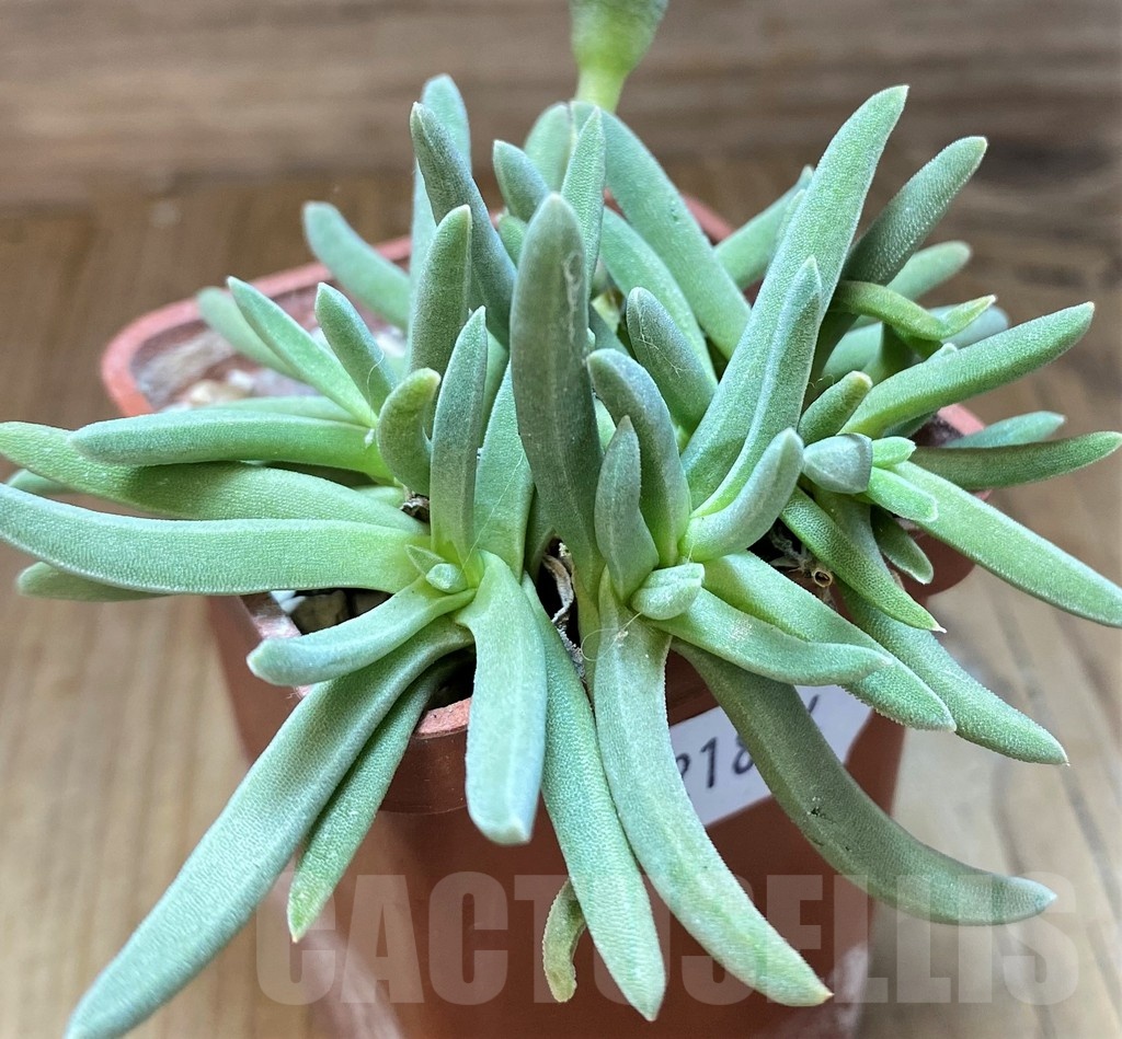 SH21874 Delosperma harazianum - Image 3