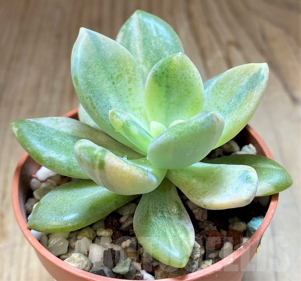 SH21875 Sedeveria f. variegata - Image 2