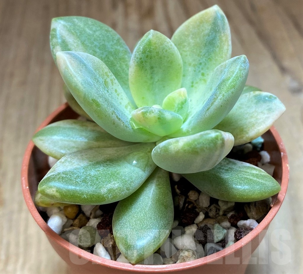 SH21875 Sedeveria f. variegata