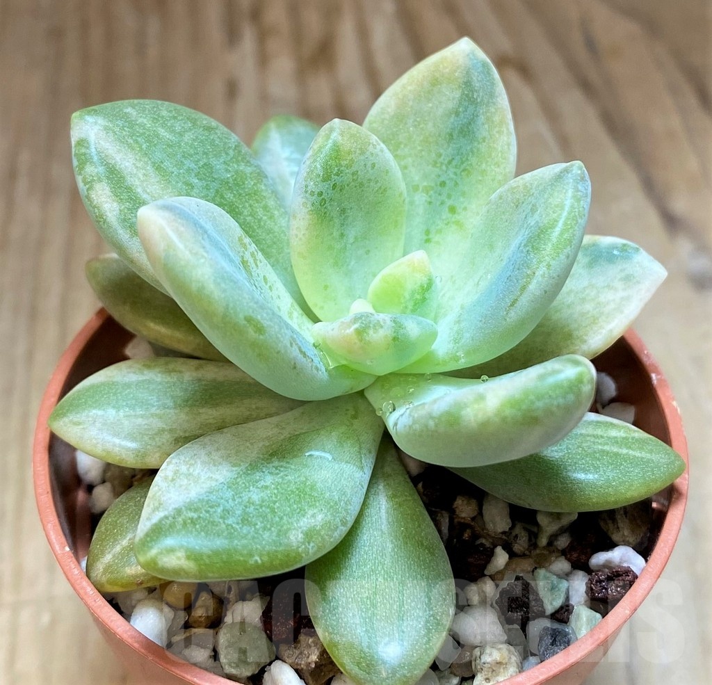 SH21875 Sedeveria f. variegata - Image 3