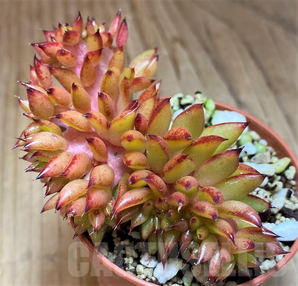 SH21876 Echeveria agavoides f. cristata - Image 2