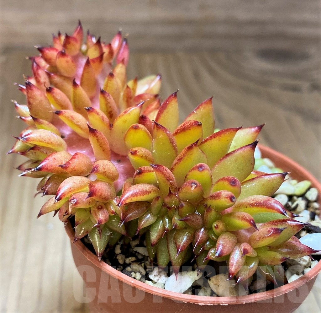 SH21876 Echeveria agavoides f. cristata