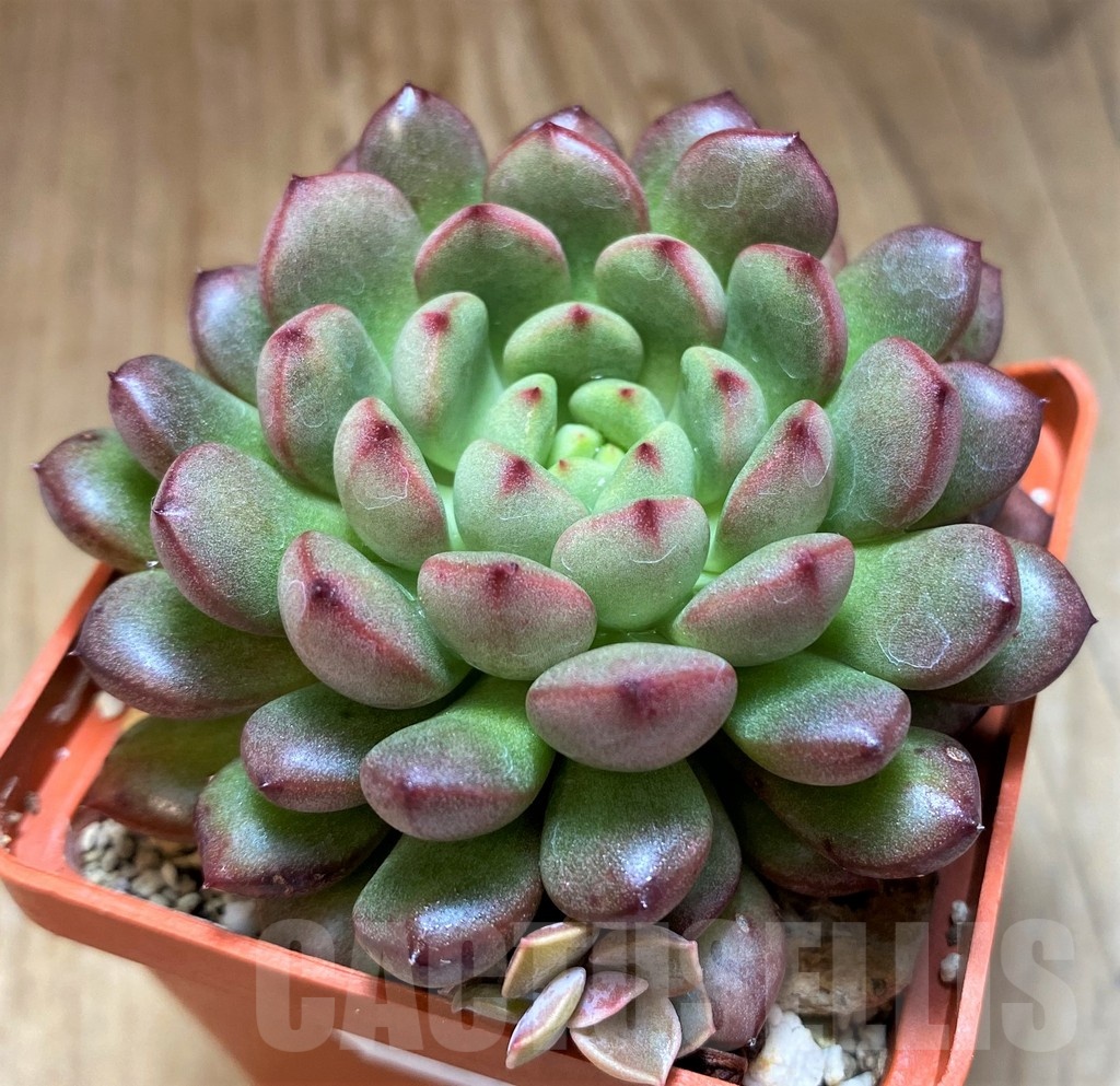 SH21877 Sedeveria ‘Pink Ruby’ - Image 2