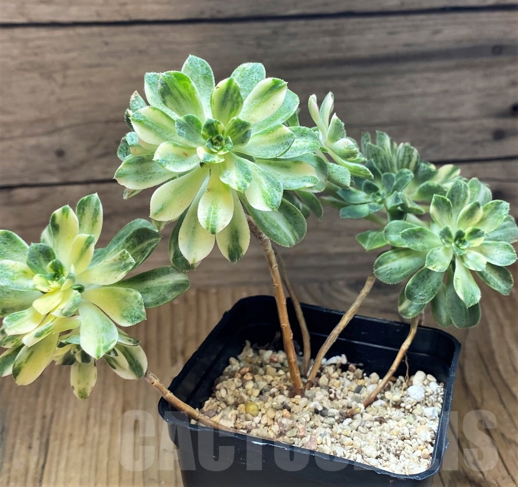 SH21878 Aeonium castello - Image 2