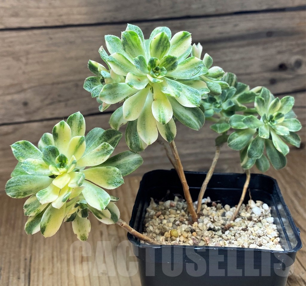 SH21878 Aeonium castello