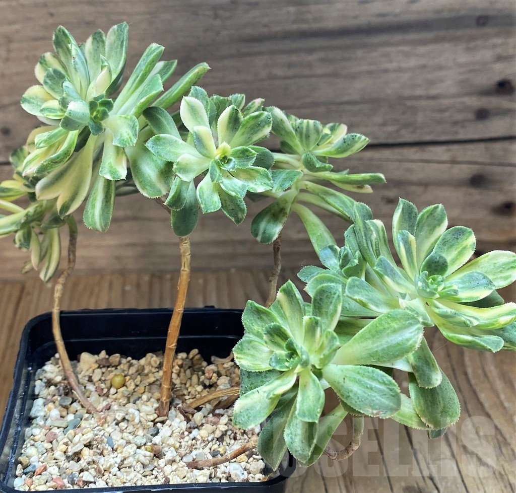 SH21878 Aeonium castello - Image 3