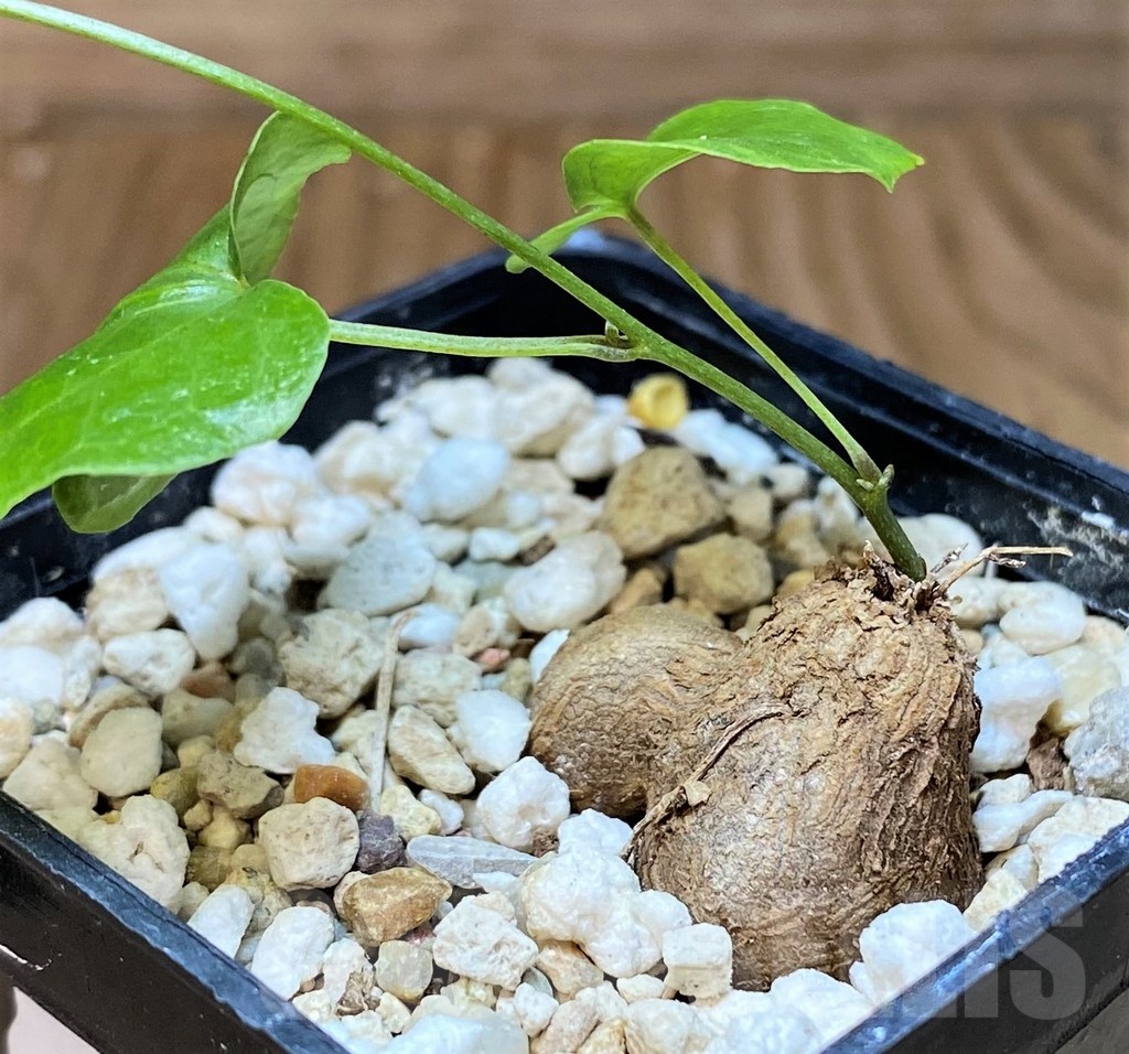 SH21881 Dioscorea elephantipes - Image 2