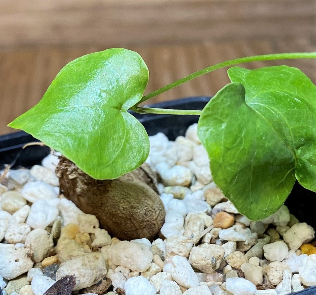 SH21881 Dioscorea elephantipes