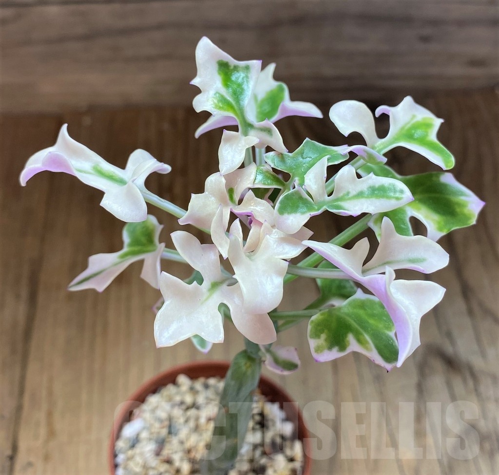 SH21883 Senecio articulatus f. variegata