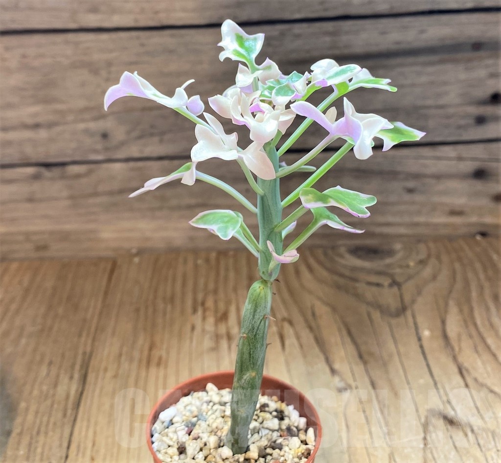 SH21883 Senecio articulatus f. variegata - Image 2