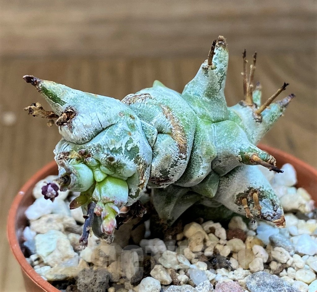 SH21884 Euphorbia horrida f. monstrosa