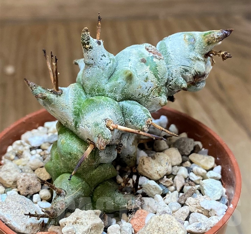 SH21884 Euphorbia horrida f. monstrosa - Image 2