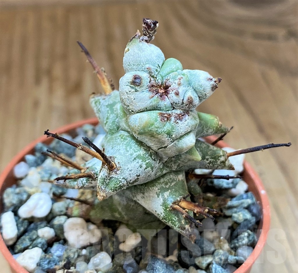 SH21885 Euphorbia horrida f. monstrosa - Image 2