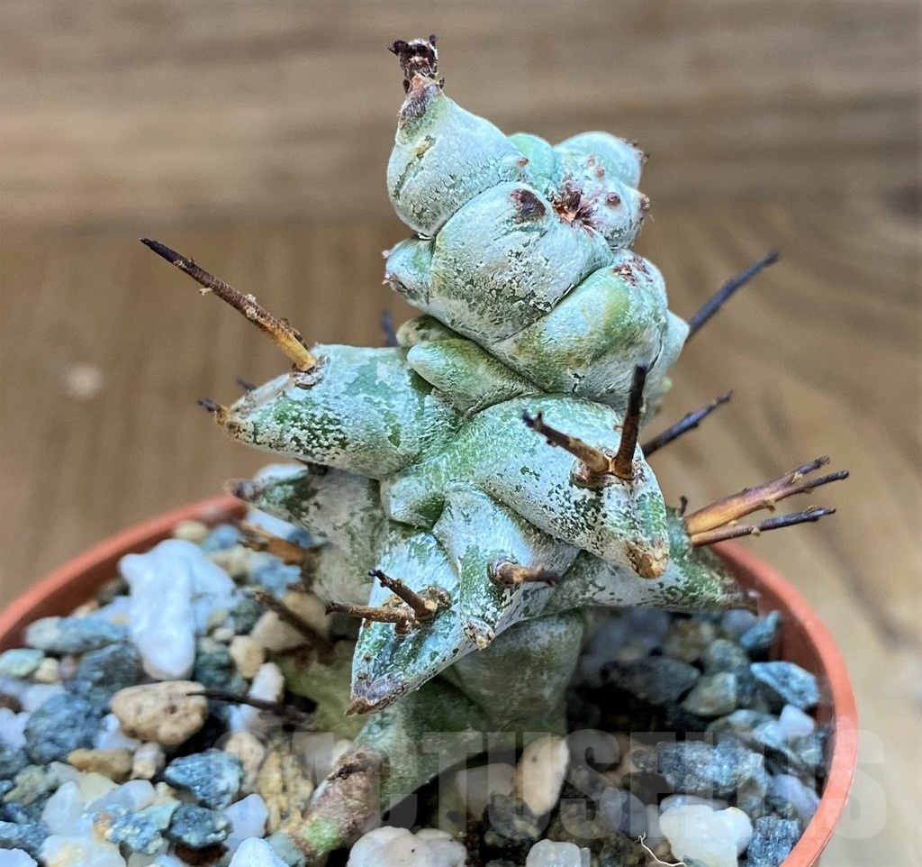 SH21885 Euphorbia horrida f. monstrosa