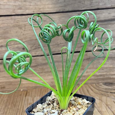LOT158 10 SEEDS/10 СЕМЕНА   Albuca spiralis 2026