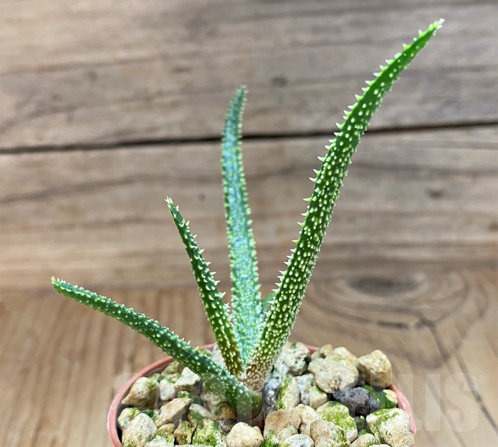 SH21887 Aloe delicatifolia