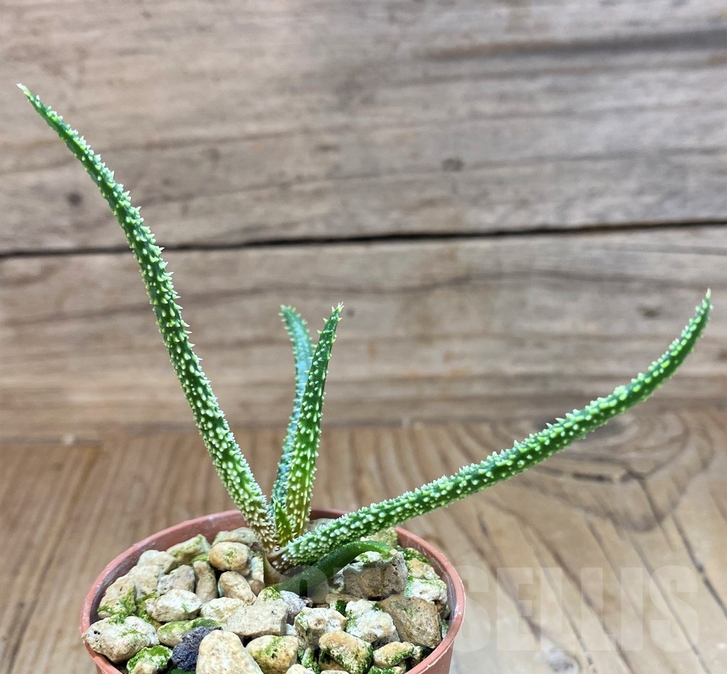 SH21887 Aloe delicatifolia - Image 2