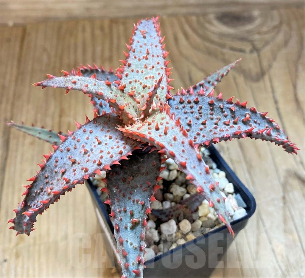 SH21889 Aloe TCT hybrid