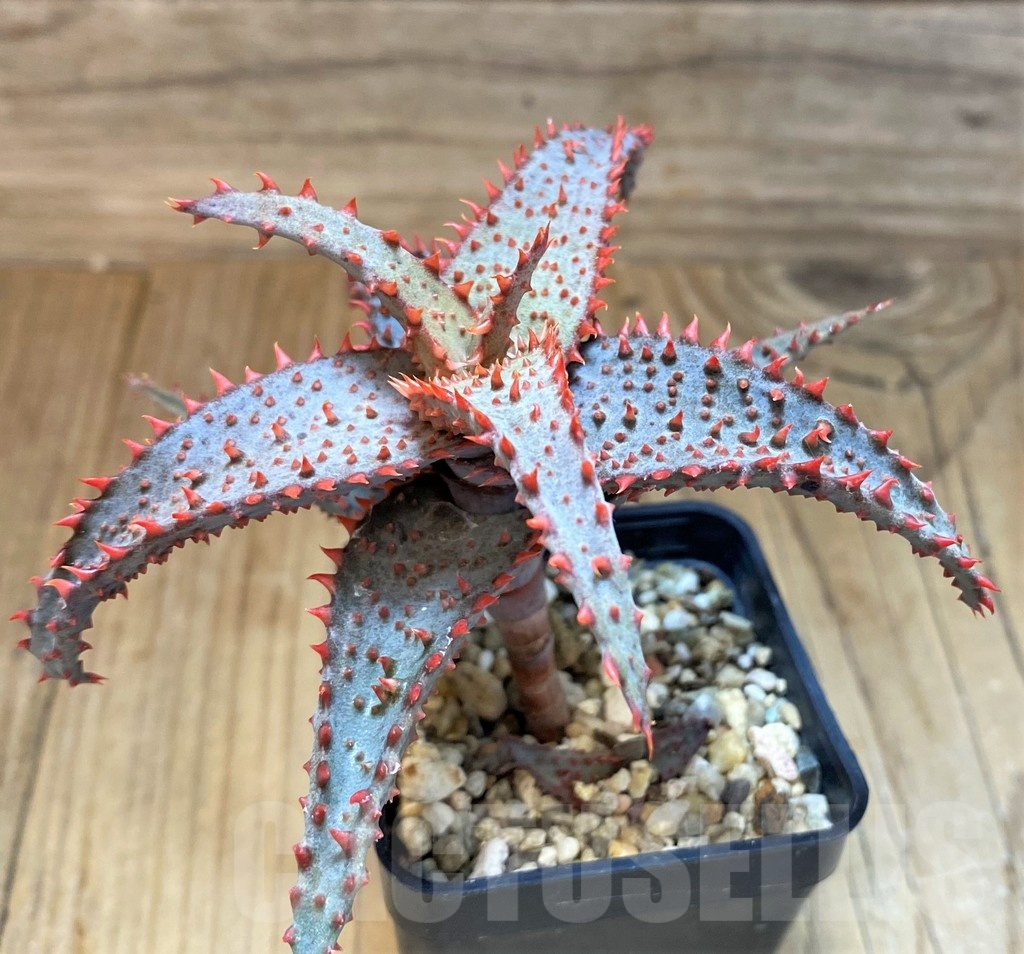 SH21889 Aloe TCT hybrid - Image 2