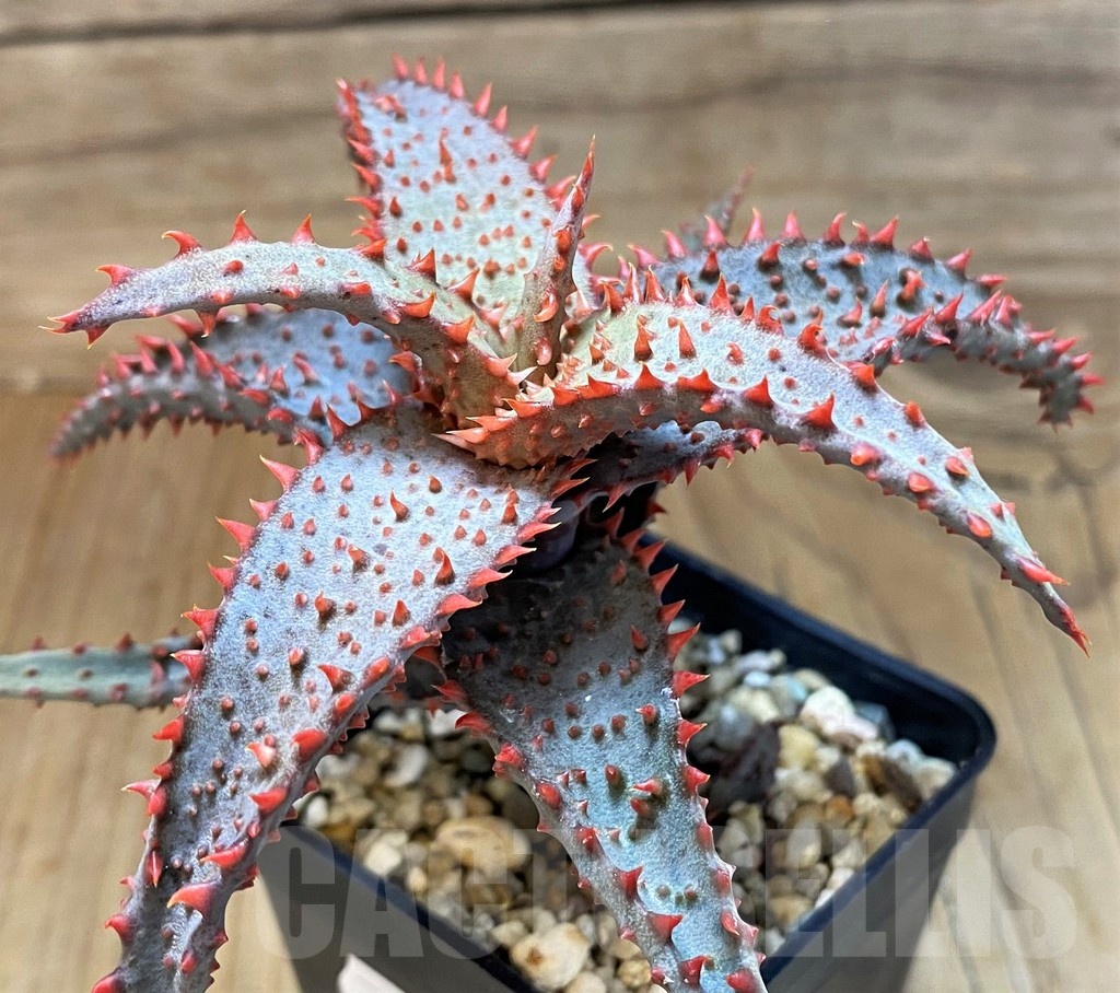 SH21889 Aloe TCT hybrid - Image 3