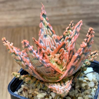SH21890 Aloe TCT hybrid