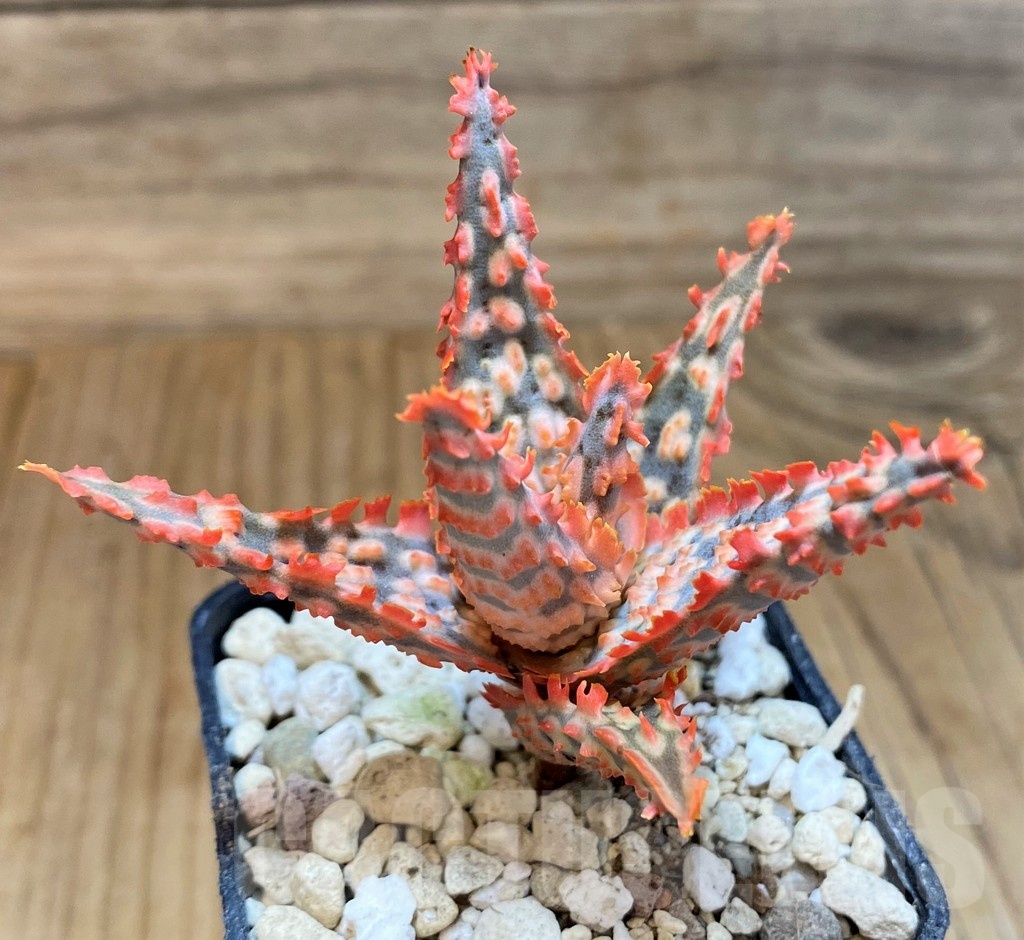 SH21892 Aloe TCT hybrid - Image 2