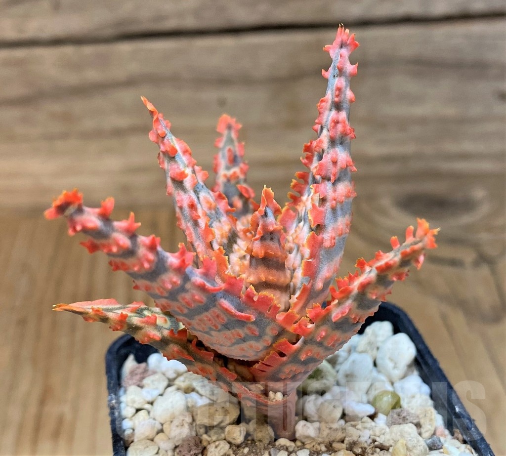 SH21892 Aloe TCT hybrid