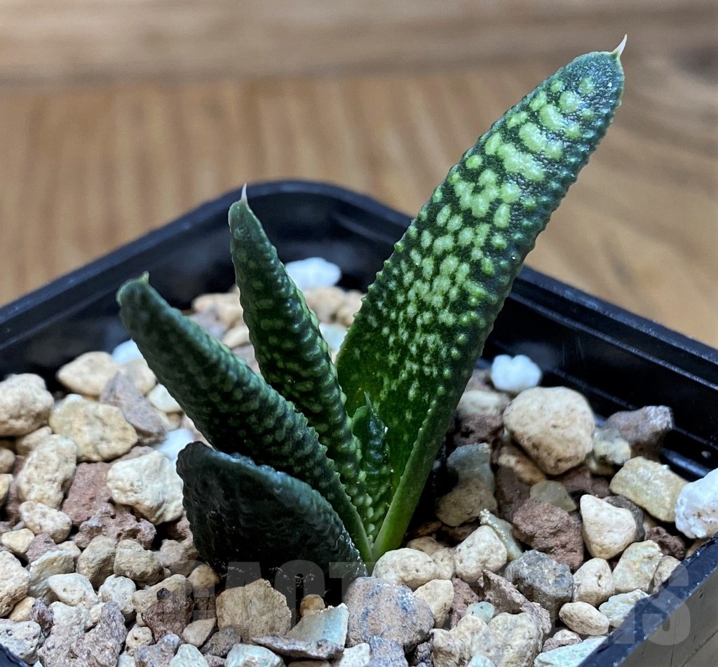 SH21832 Haworthia pumila x koelmaniorum - Image 2